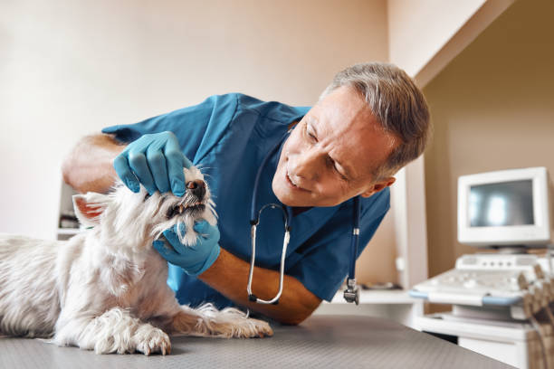 Best Pediatric Emergency Dentist in Clarksville, IN